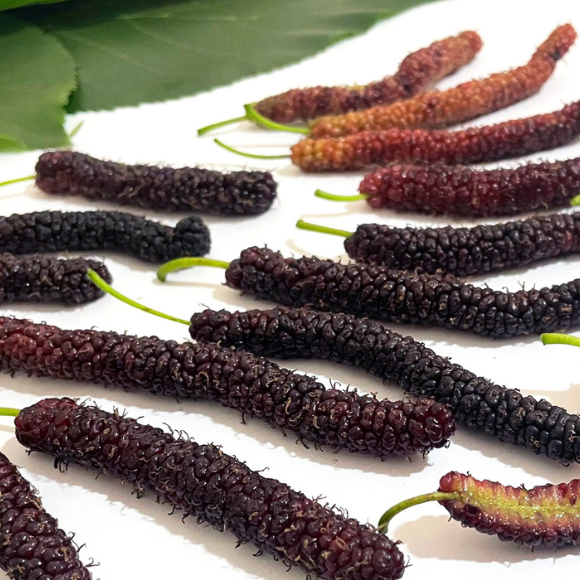 Imagem Fruto da Amora Paquistanesa