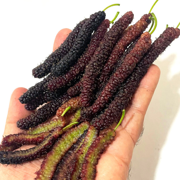 Imagem Fruto da Amora Paquistanesa