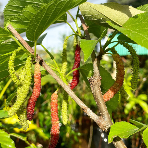 Imagem Fruto de Amora Paquistanesa
