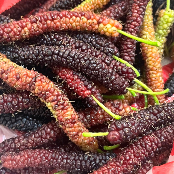 Imagem Fruto de Amora Paquistanesa