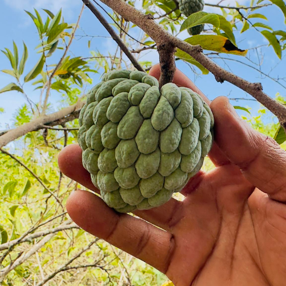 Imagem Fruto da Pinha