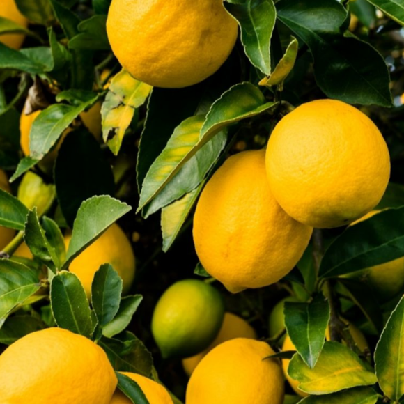 Imagem Fruto da Lima da Pérsia