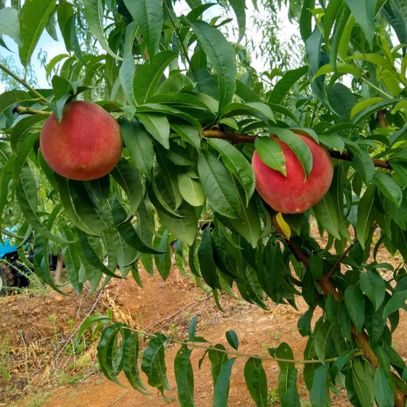 Imagem Fruto do P&ecirc;ssego Fasc&iacute;nio