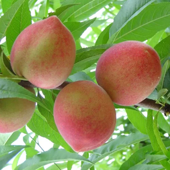 Imagem Fruto do Pêssego Maravilha