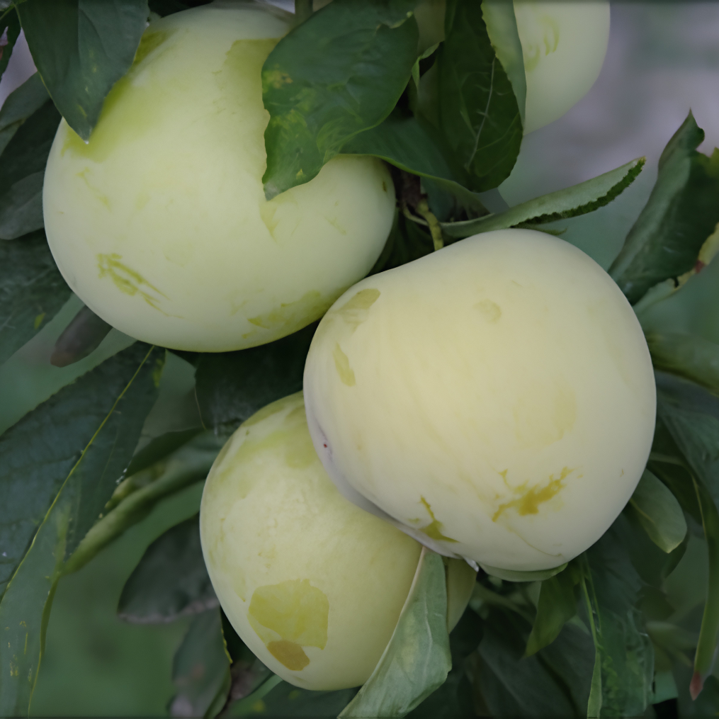 Imagem Fruto da Ameixa Cora&ccedil;&atilde;o de Boi Branca