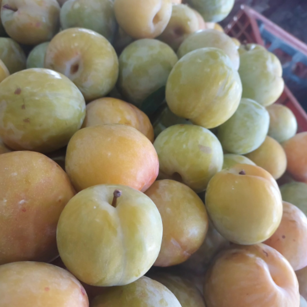 Imagem Fruto da Ameixa Cora&ccedil;&atilde;o de Boi Branca