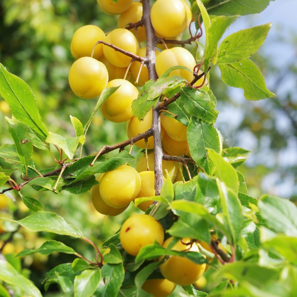 Imagem Fruto da Ameixa Cora&ccedil;&atilde;o de Boi Branca