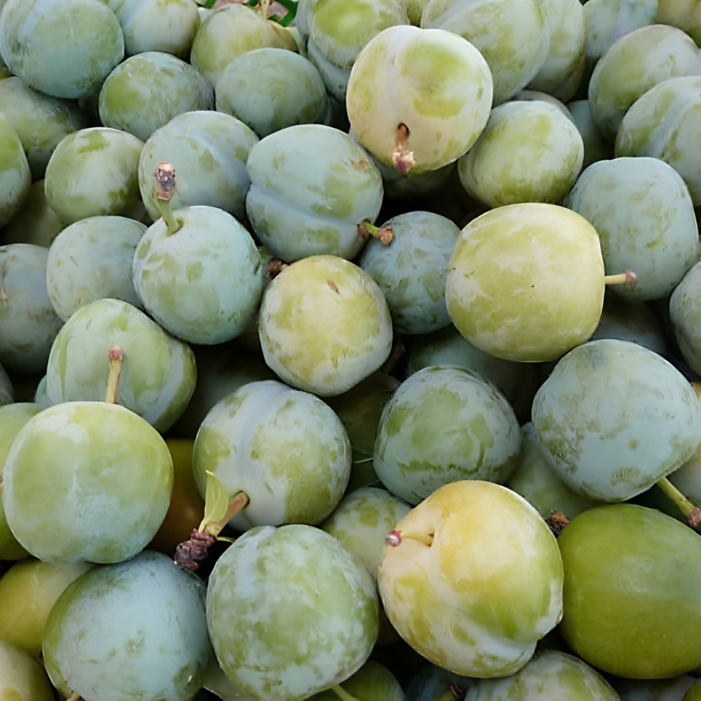 Imagem Fruto da Ameixa Cora&ccedil;&atilde;o de Boi Branca