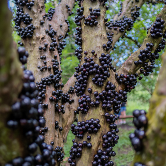 Imagem Fruto da Jabuticaba Sabar&aacute;