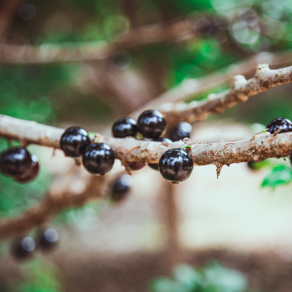 Imagem Fruto da Jabuticaba Sabar&aacute;