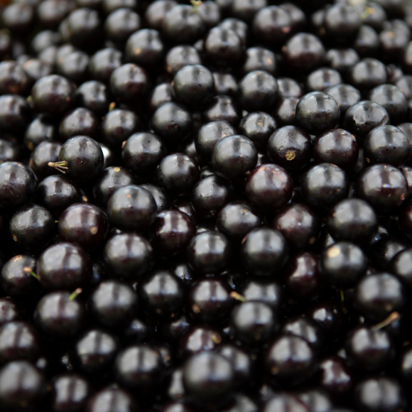 Imagem Fruto da Jabuticaba Sabar&aacute;