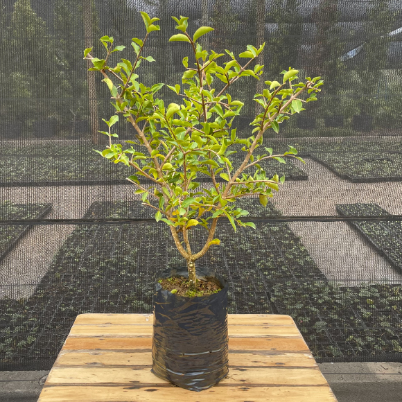 Imagem Muda da Acerola Comum