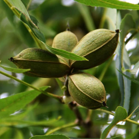 Imagem Fruto da Noz Pecã Comum