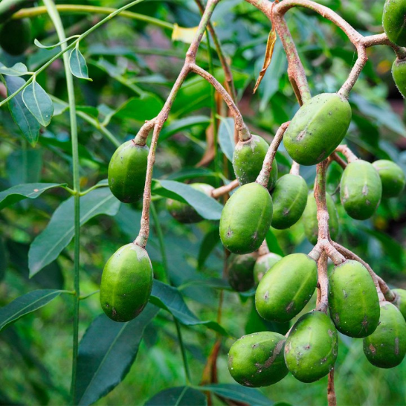 Imagem Fruto da Caj&aacute; Mirim