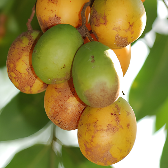Imagem Fruto da Caj&aacute; Mirim