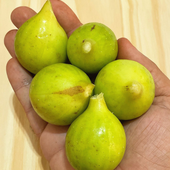 Imagem Fruto do Figo Branco