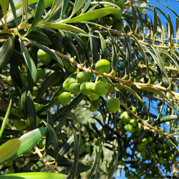 Imagem Fruto da Oliveira Frantoio