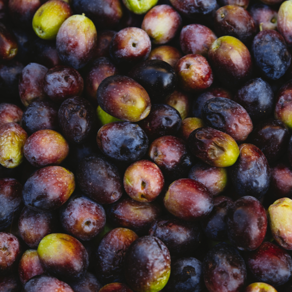 Imagem Fruto da Oliveira Frantoio