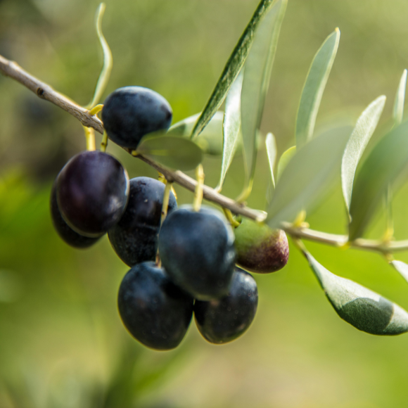 Imagem Fruto da Oliveira Frantoio